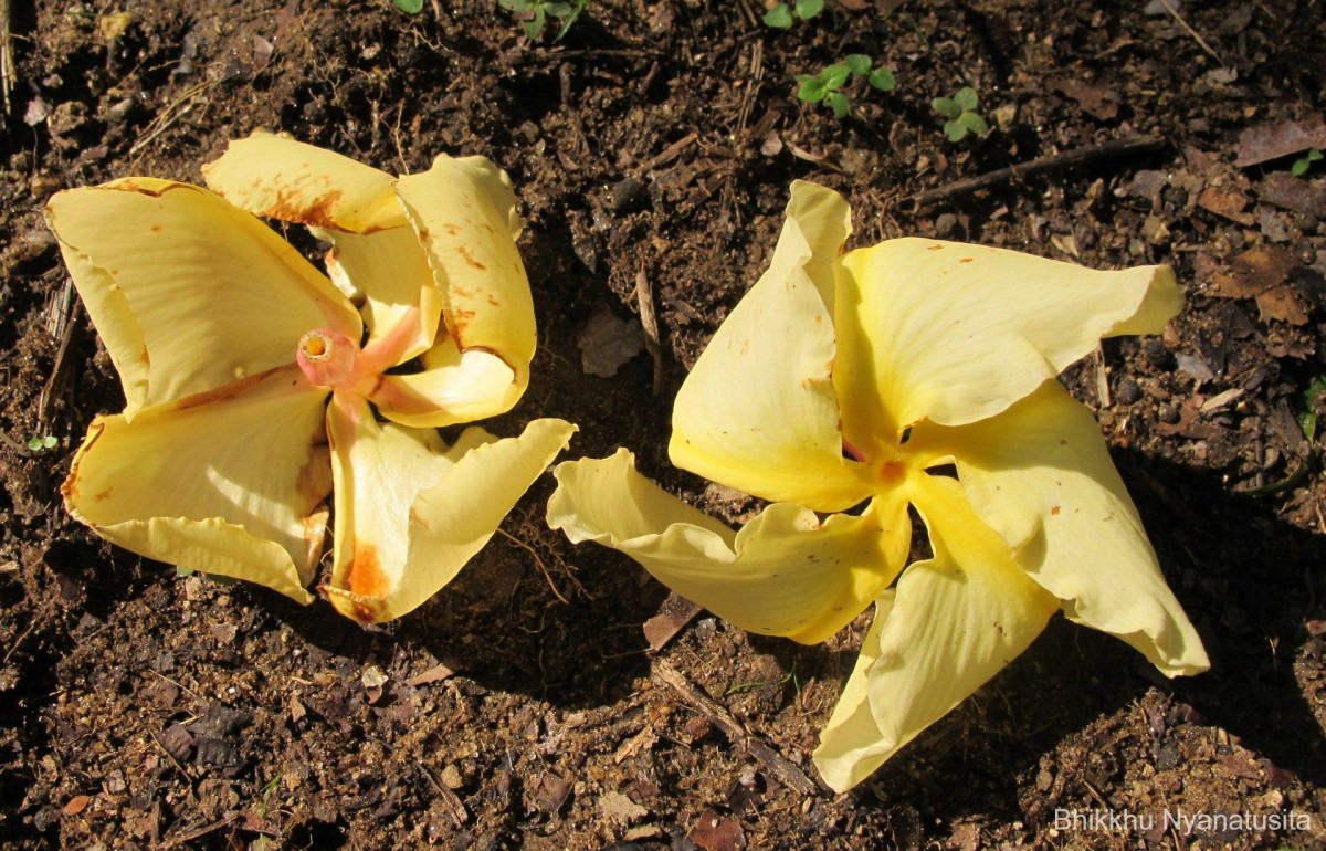 Chonemorpha fragrans (Moon) Alston